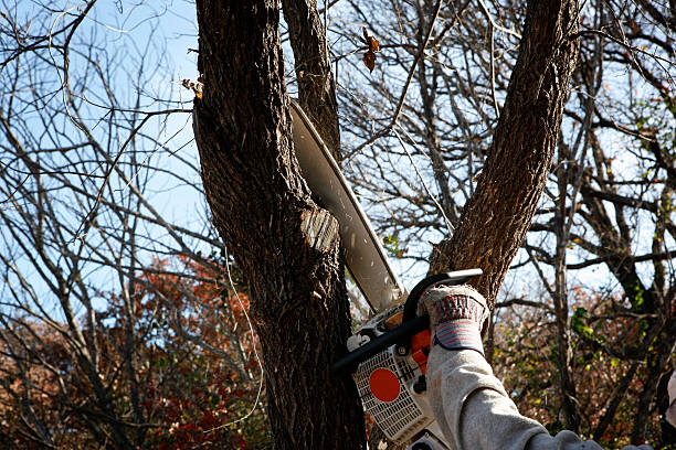 How Our Tree Care Process Works  in  New Market, VA